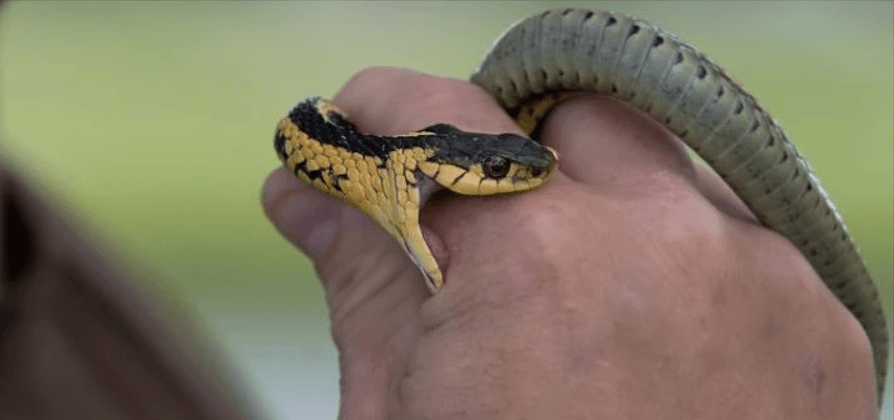 งูกัดมือ