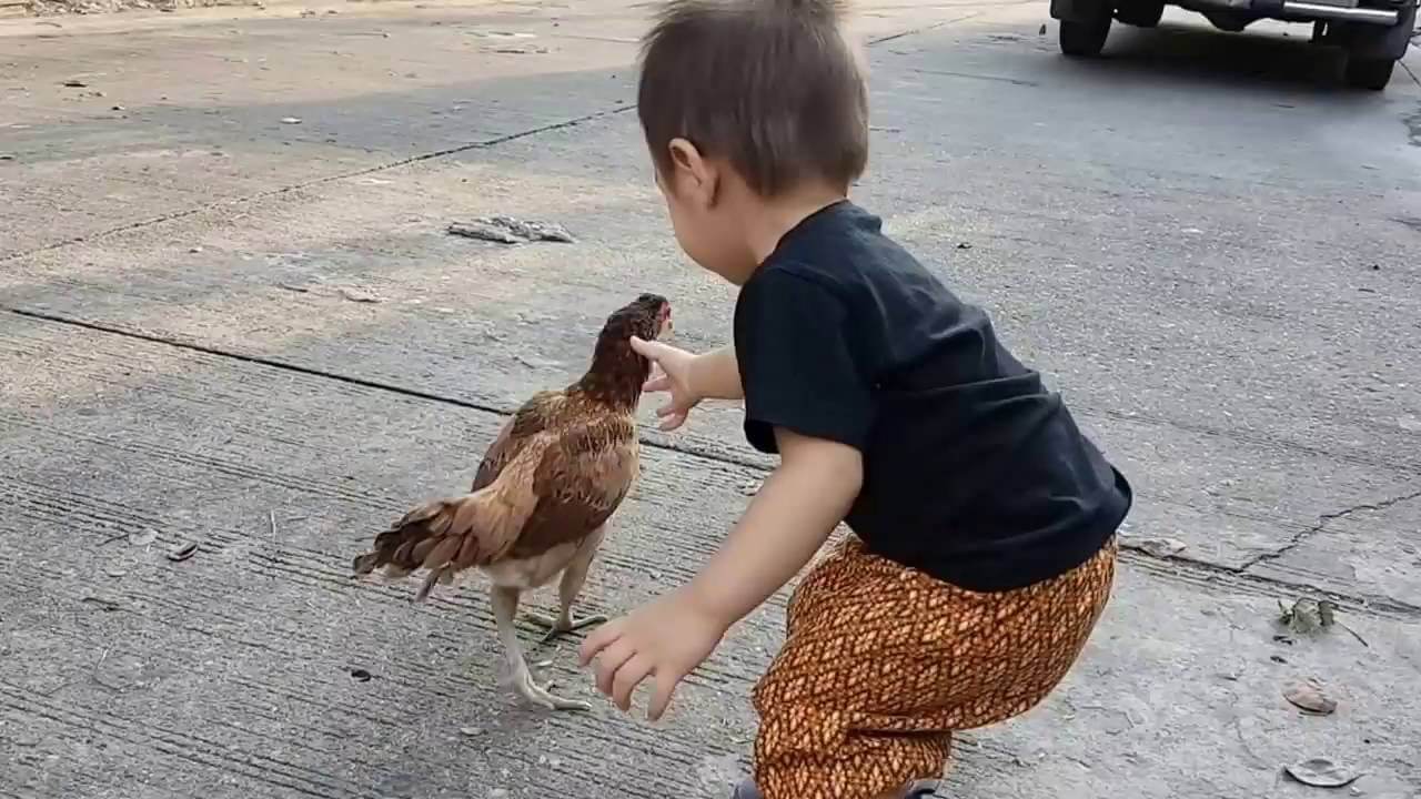 เด็กจับไก่ 