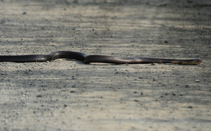 งูเงื้อยบนถนน
